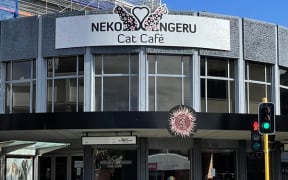 Cat Cafe
