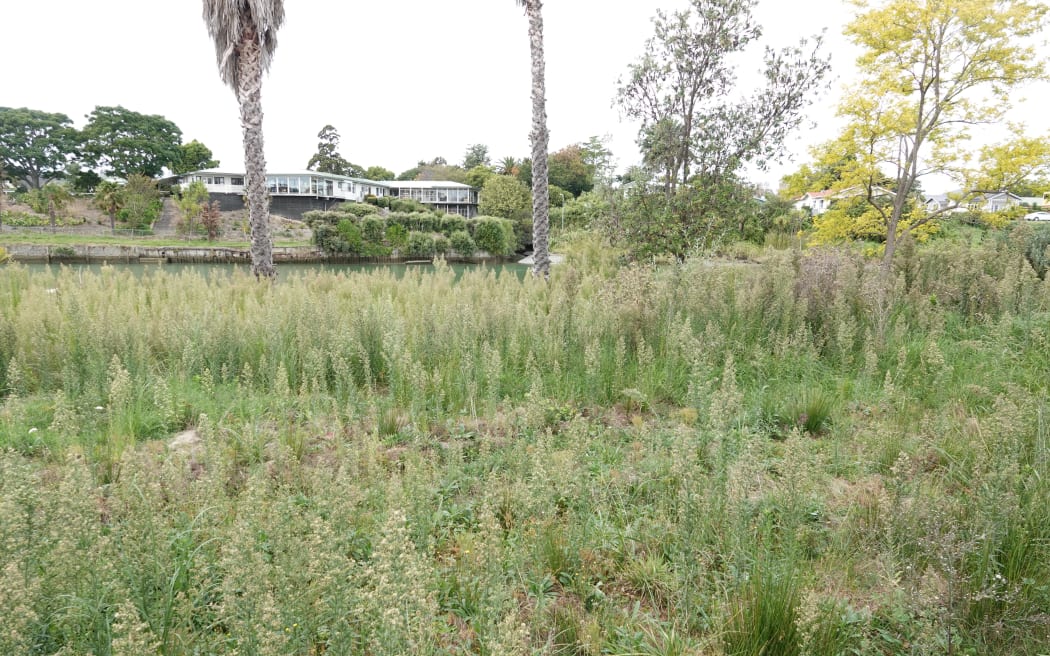 The former lawn leading to the river is now overgrown with weeds.