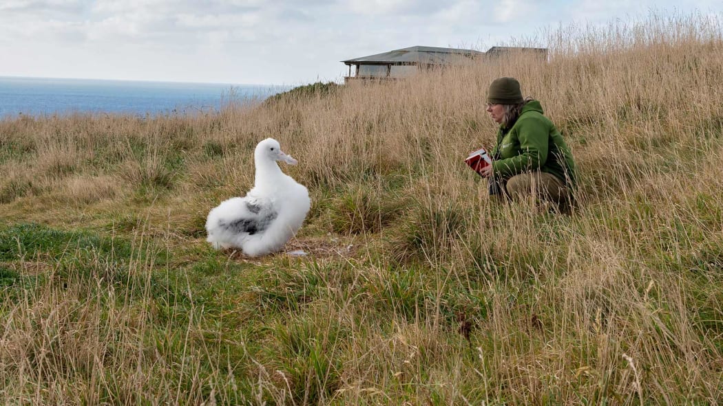 DOC Ranger Sharyn Broni with Royal Cam chick