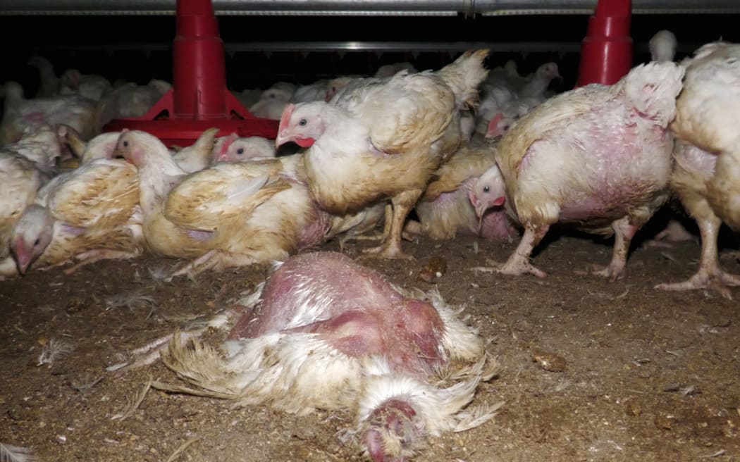 A screengrab from footage released to RNZ by Animals Aotearoa from inside a free range meat chicken farm.