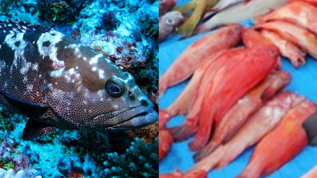 The Grouper and Coral Trout (Kawakawa and Donu).