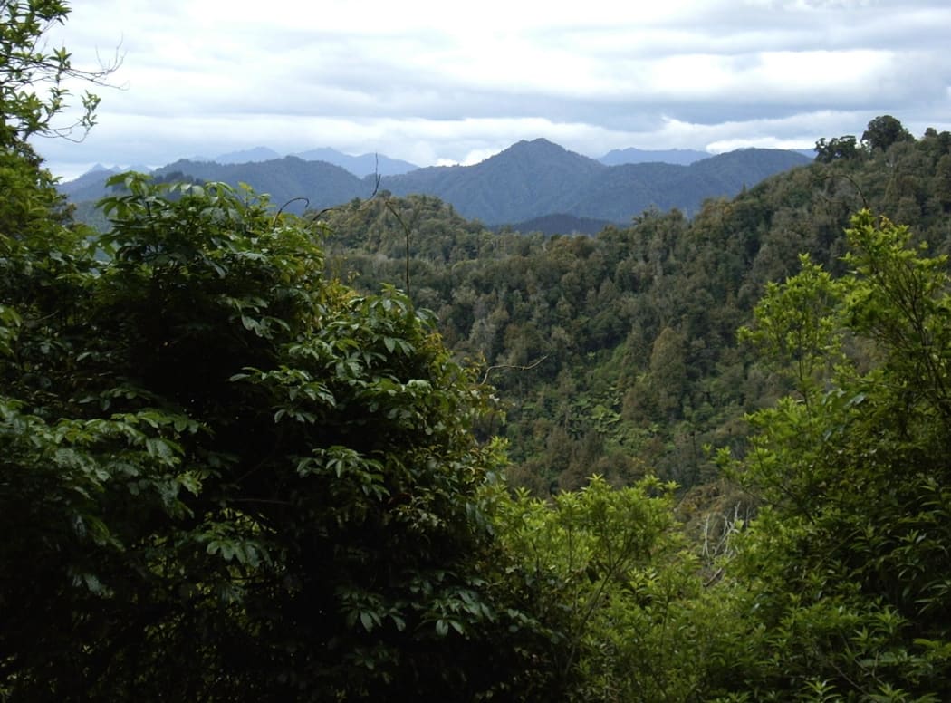 Deep In Te Urewera National Park, looking towards East Cape