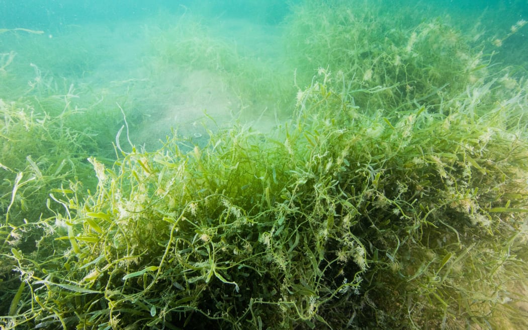 Invasive caulerpa seaweed in Bay of Islands' Omākiwi Cove