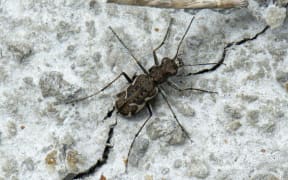 Common Tiger Beetle
