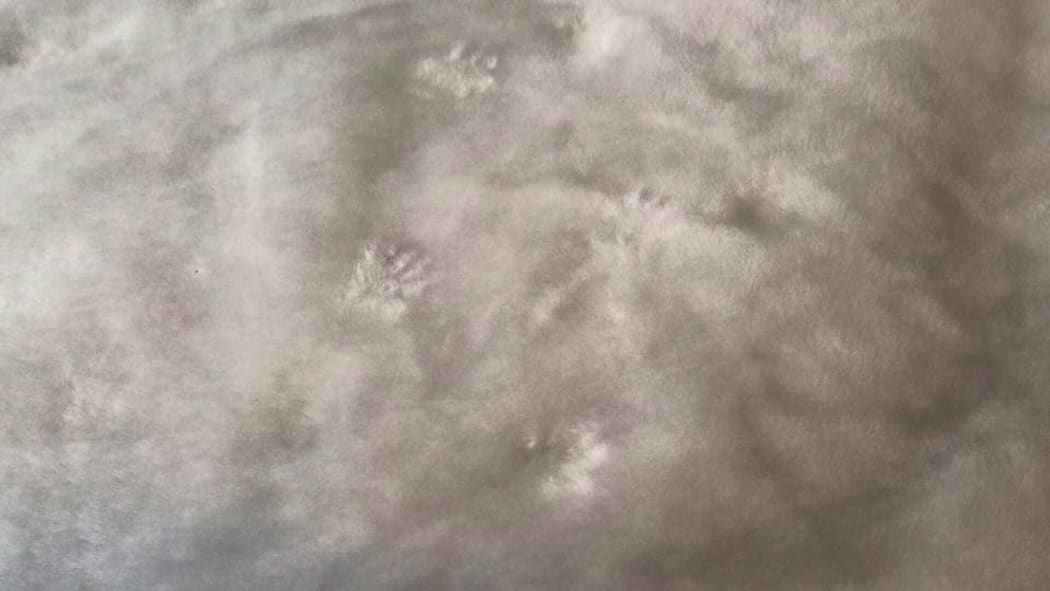Rat paw prints on xx's bedsheet