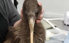 A groggy looking Tawahi is being looked after by Kiwi Birdlife Park staff.