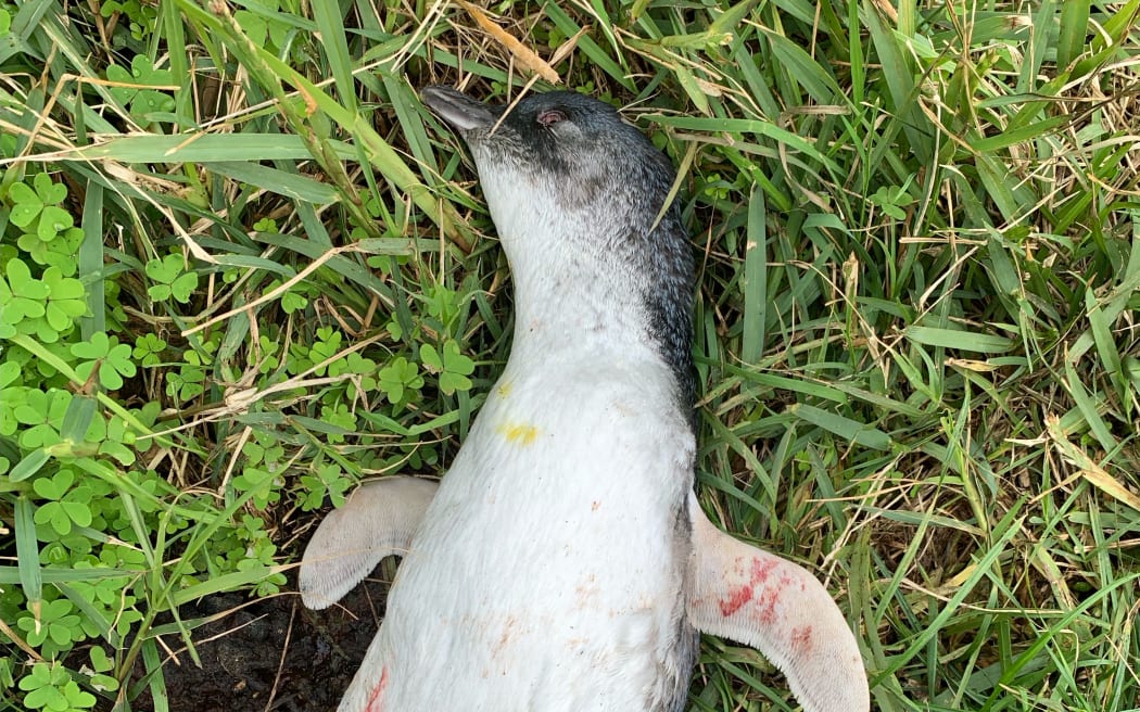 Pūtiki Bay little blue penguin likely killed by dog - DoC