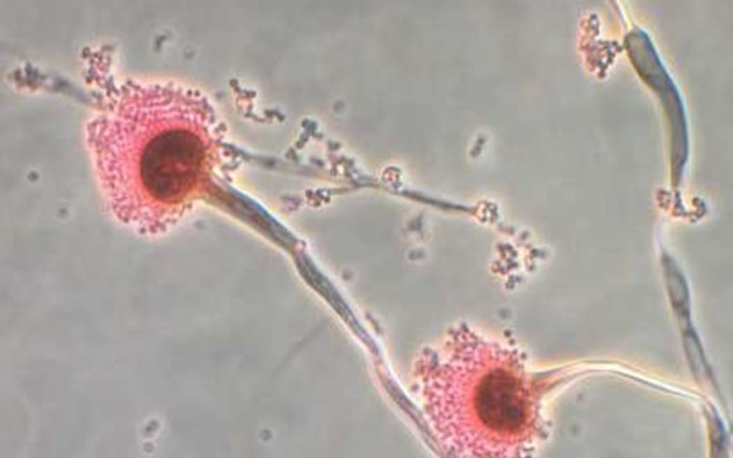 Aspergillus, a type of fungi, is expanding its range as the world heats up, according to new research.