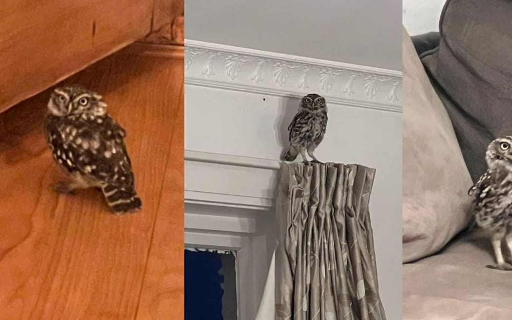 Mr Hoot - a young owl who has made itself at home in a South Canterbury house