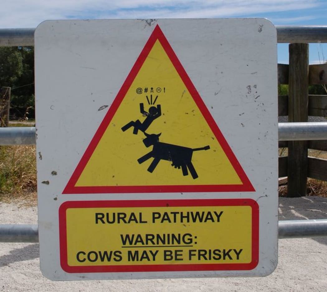 A sign near the Hawke's Bay cycleway trail - watch out for frisky cows.
