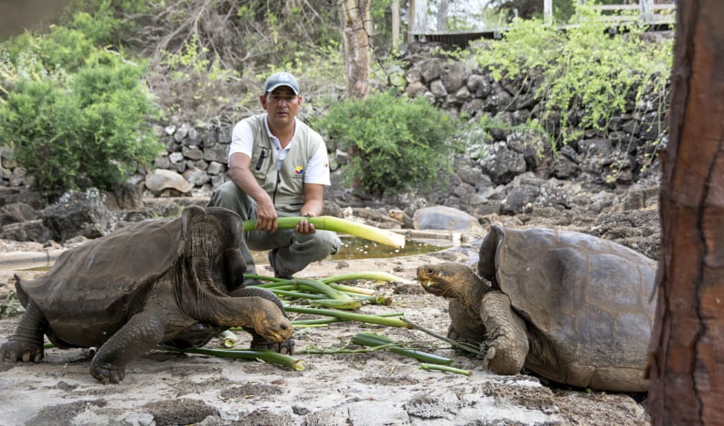 A ranger feeds giant tortoises at Galapagos National Park in Santa Cruz, Galapagos Islands, Ecuador.