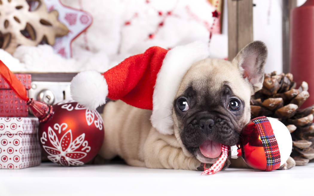 puppy christmas French Bulldog
