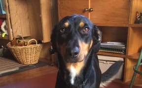Retired Working Dogs NZ Charitable Trust