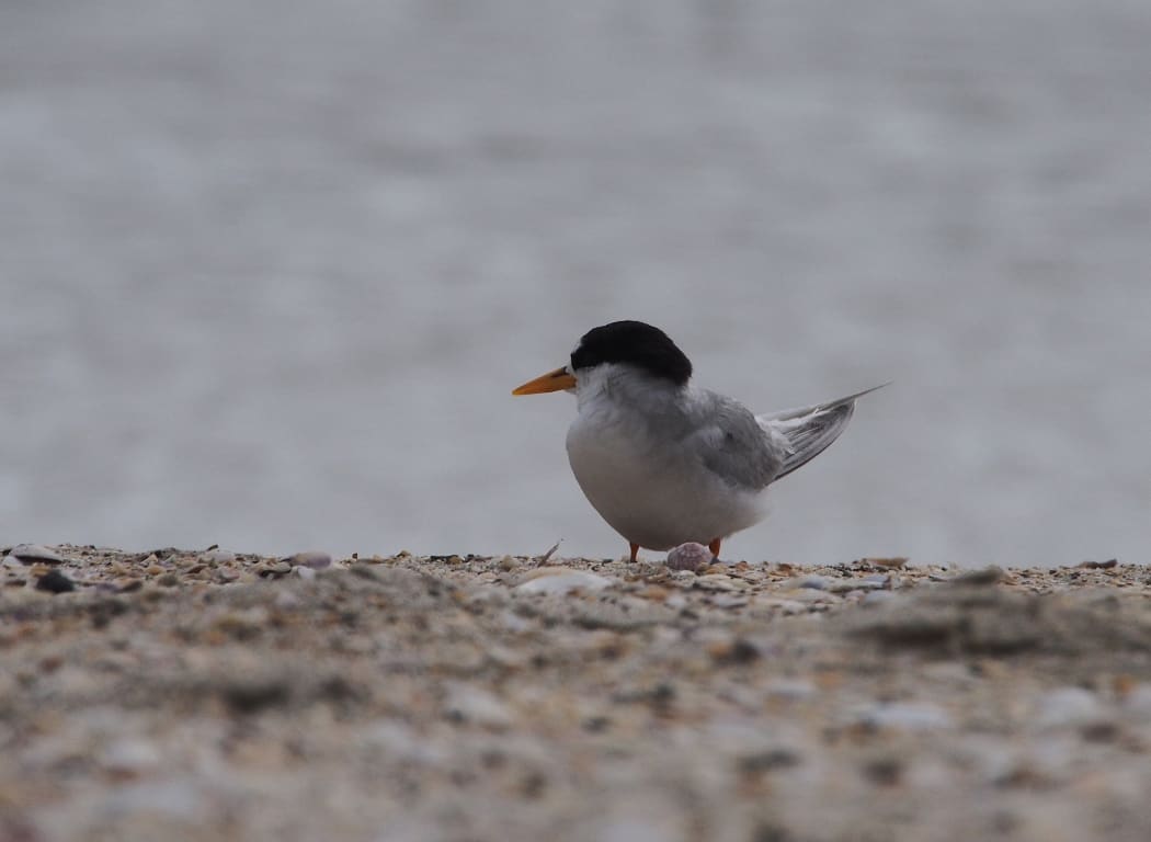 There are only 40 fairy terns left.