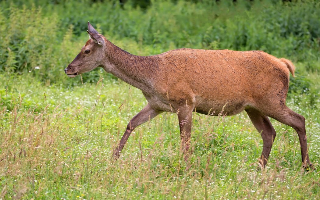 Red deer on the run in the wild