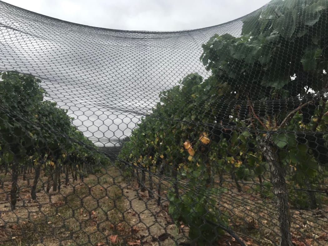 Grapes ready for harvest in Martinborough