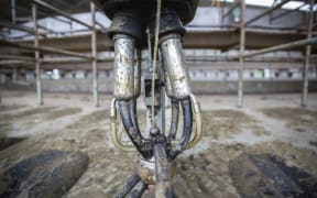 An unwashed set of suction cups sit in Simon Mackle's milking shed in Kaikoura. No access to water means they are unable to clean down the sheds.