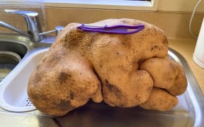 Doug the 7.9kg Spud