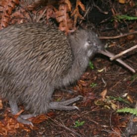 Photo for Kiwi - (southern brown)