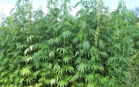 hemp