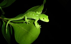 Wellington green gecko