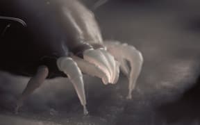 Dust mites, illustration. (Photo by SEBASTIAN KAULITZKI/SCIENCE PHOT / SKX / Science Photo Library via AFP)