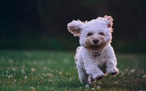 happy running puppy