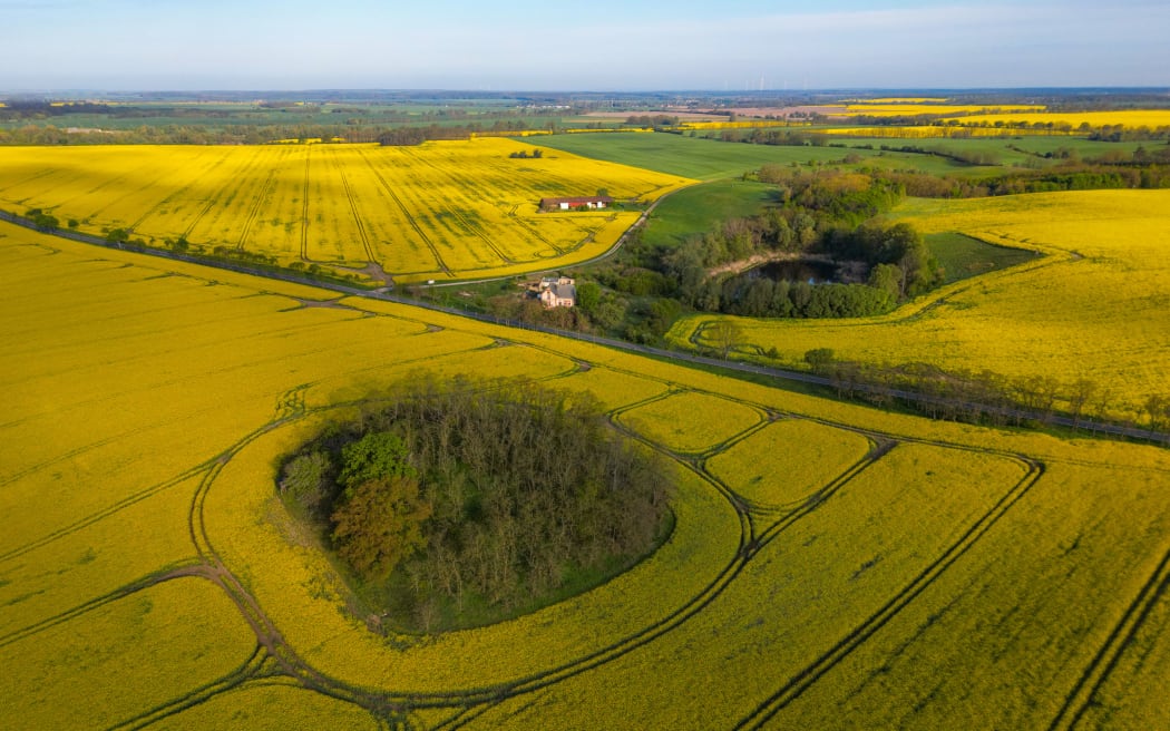 Biofuel is among the things made from rapeseed, an important global brassica crop - shown in bloom in Brandenburg, Germany, in April 2024.