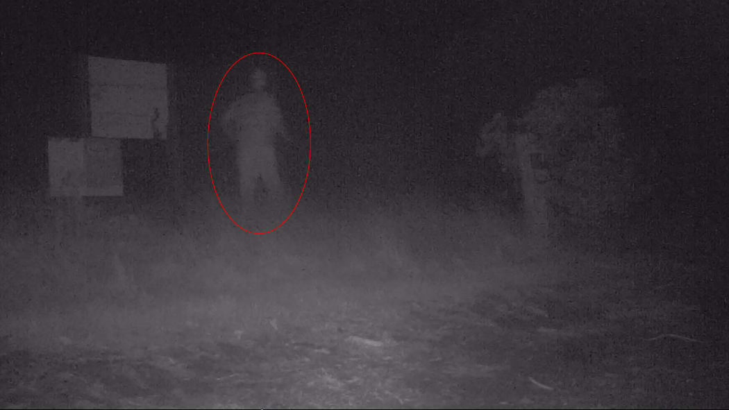 A visitor on Browns Island caught on camera at 1.30am during lockdown.