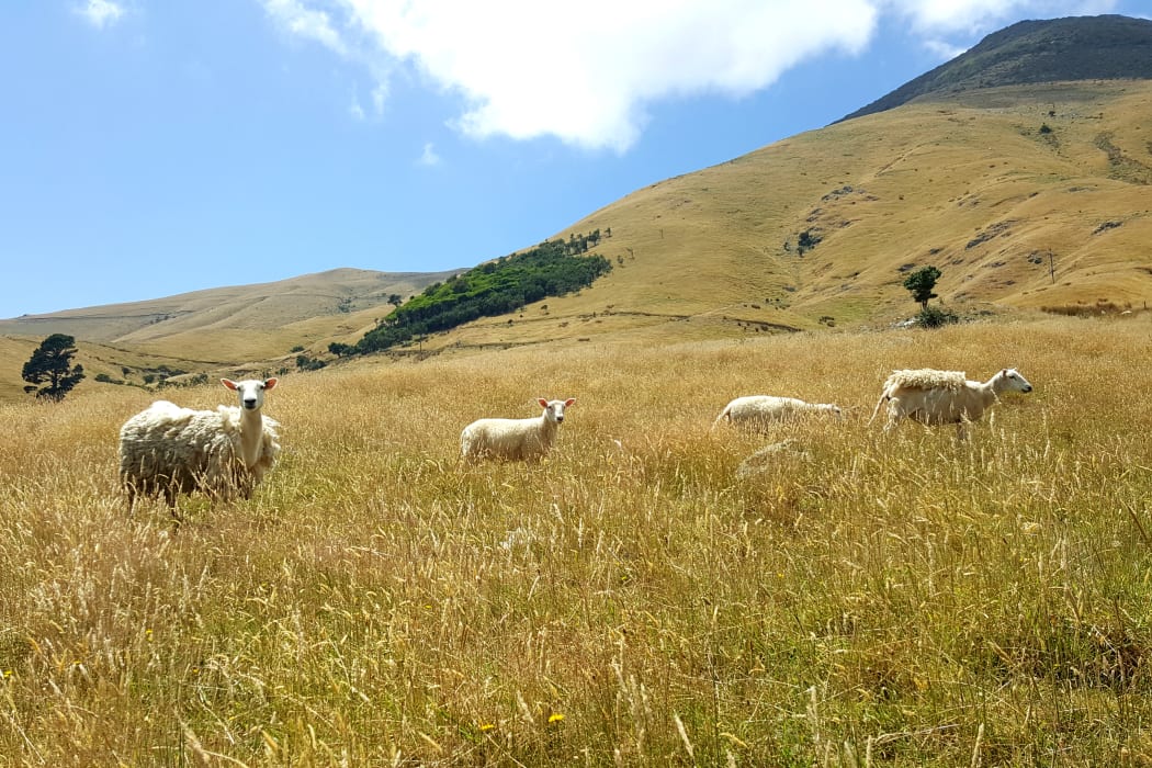 Wiltshire sheep