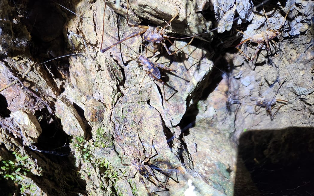 Wetā cluster under a rocky outcrop