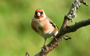 Goldfinch are among a few bird species showing declines in numbers nationally. Photo credit Manaaki Whenua/Tom Marshall