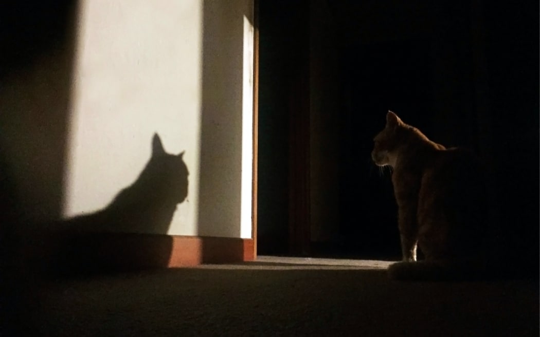 Julia Deans' cat