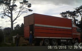 Dairy NZ responds to new video of bobby calf treatment