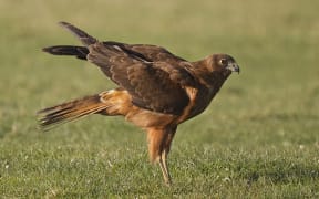 Kāhu or Australasian harrier