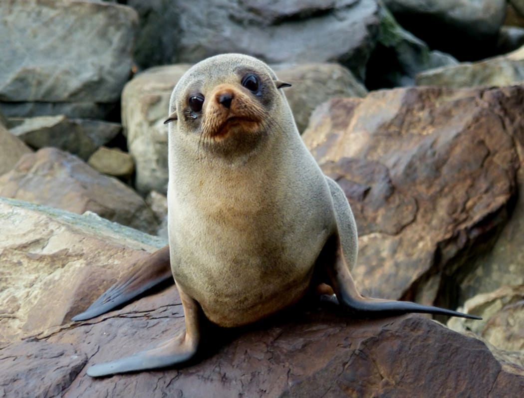 The Department of Conservation is trying to keep wildlife, like the fur seal, safe this summer.