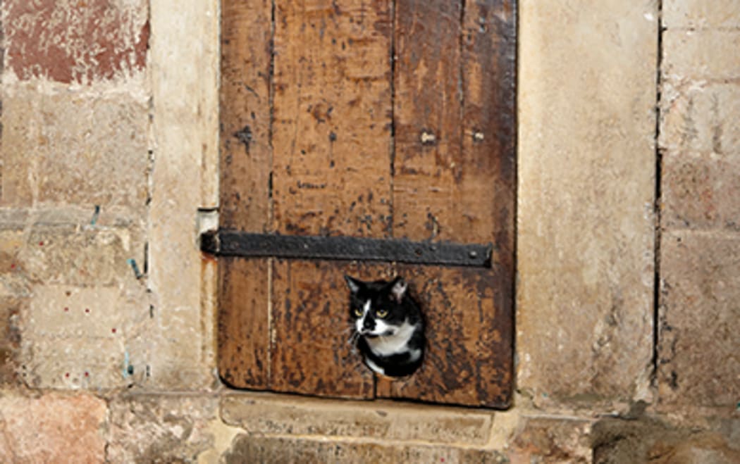 Cat flap older cat sale