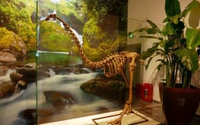 Moa skeleton