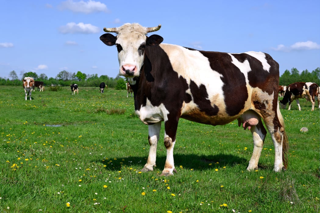 Cow on farm. (File photo)