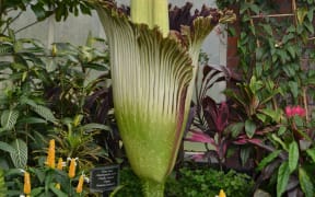 Auckland's giant Titan arum beginning to flower.