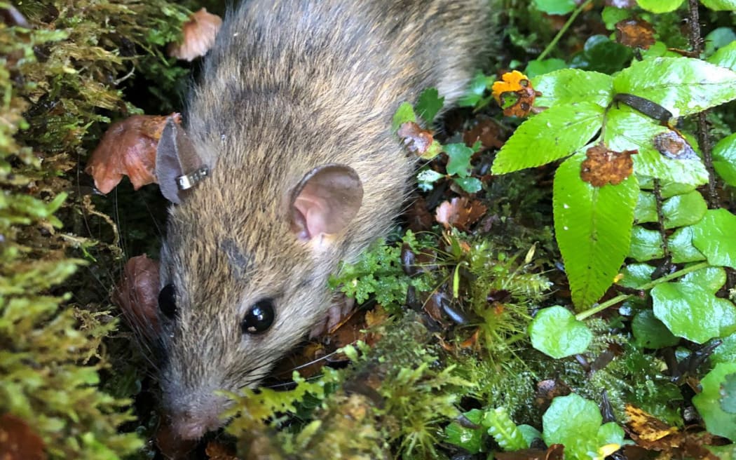 Researchers gave each rat a unique ID by inserting a microchip under the rat's skin and placed a metal tag in their ear.