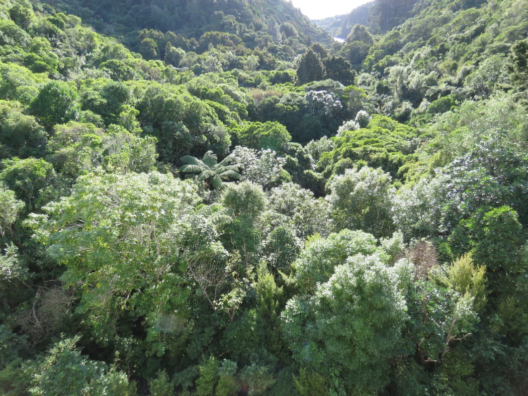 Zealandia in Autumn