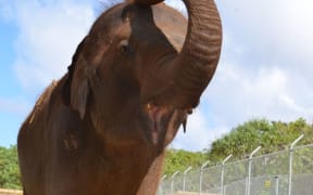 Eight-year-old elephant Anjalee is on her way from Sri Lanka to Auckland Zoo.