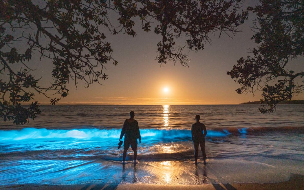 Stanmore Bay bioluminescence.