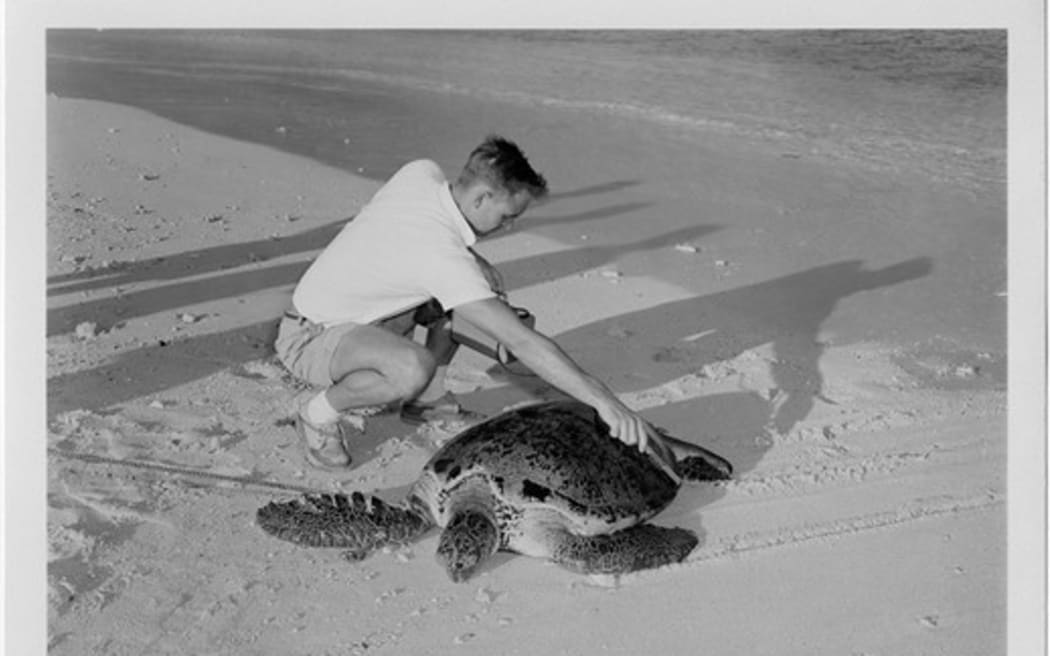 A US Atomic Energy Commission photograph from July 26, 1957 showing an individual using a Geiger counter to examine a green sea turtle for potential radioactivity in the Marshall Islands. Courtesy of the US National Archives.