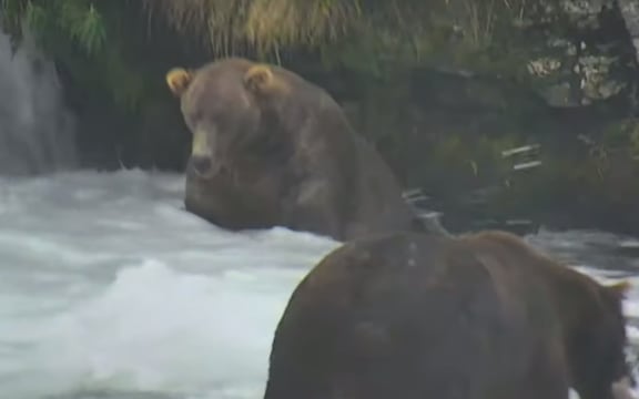 Otis 480, winner of Fat Bear Week 2021.