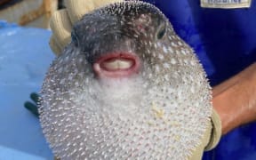 A close up of the Porcupinefish Rick Burch has been catching in the bay.