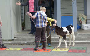 Calves are also welcome at Elsthorpe Primary School's pet day.