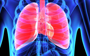 33982521 - human lungs