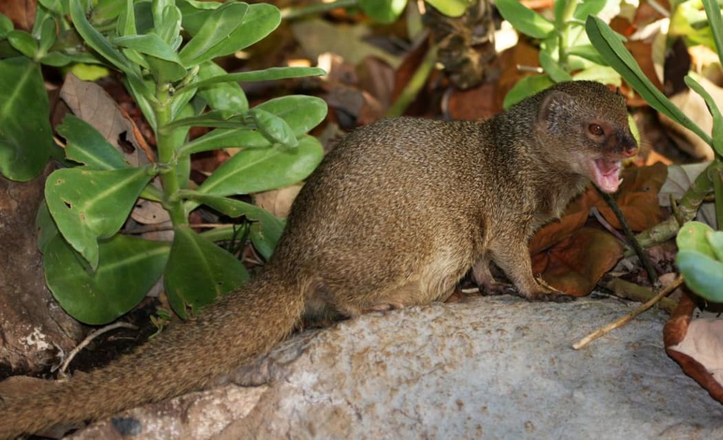 A small Indian mongoose in Hanauma Bay, O'ahu, Hawaii.